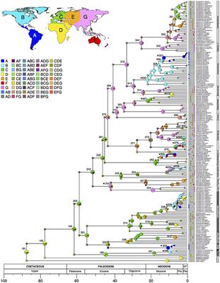 Biogeographic Events Are Not Correlated with Diaspore Dispersal Modes in Boraginaceae